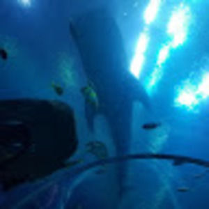 Meet your Posher, Rene